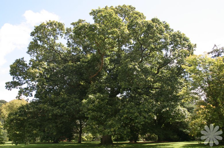 معرفی و راهنمای پرورش درختان زینتی - بلوط همیشه سبز